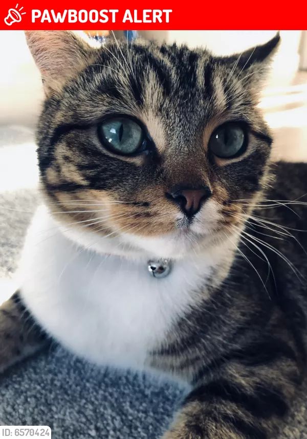 Brown and White #Tabby Rubble has been #Missing since the 22nd October 2020 in the #Featherstone area of #Wolverhampton #WV10. He has a white patch on his right back leg. For more info or to contact Rubble's family click link https://t.co/0rVMD1WcSt https://t.co/wmA2lQw6g0