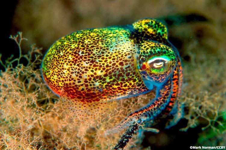 Ocean Conservancy tweet media