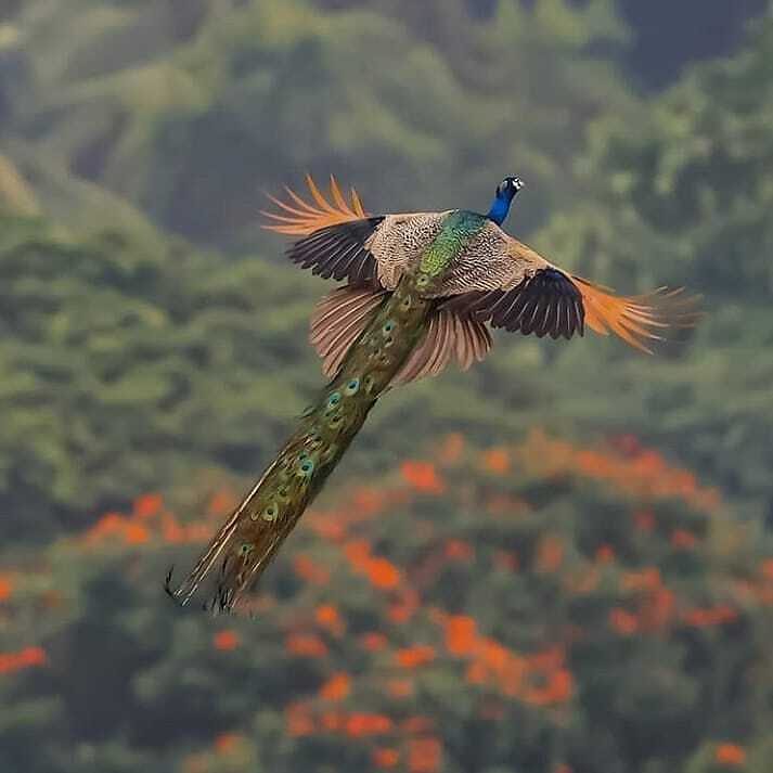As Winning from Champion is,
'PROUD AS PEACOCK'. 💓.....

Peacocks, also known as peafowl, are medium sized birds most closely related to pheasants. Peacocks inhabit warm climates of the Southern Hemisphere. All peacocks are believed to have originated in Asia, but they now i…