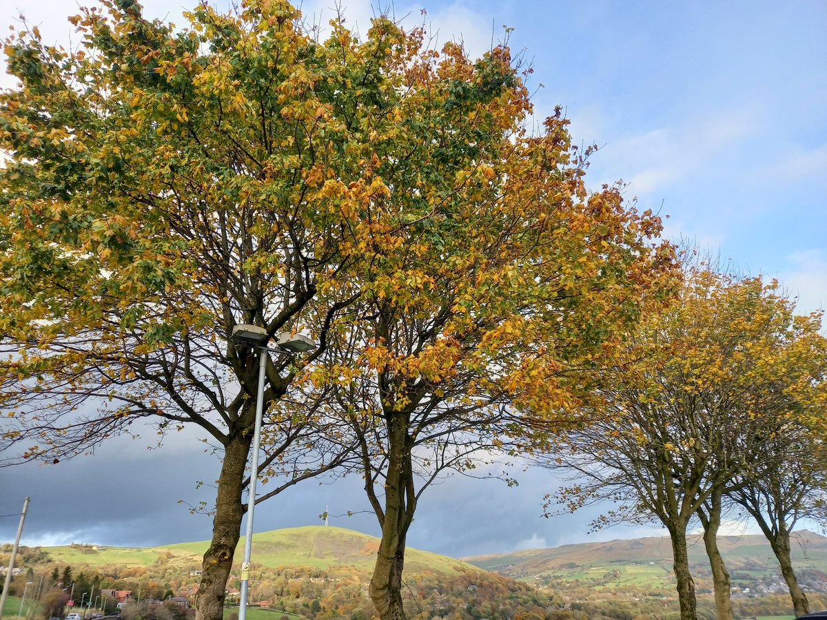 NeuroDTree's tweet image. After a tough couple of weeks and inspired by @Finnattentive and all the #Adhdexercise folk I have pushed myself out to walk and talk with the trees.
Every year they lose their leaves but no matter the wind that blows or winter storms, they return, majestic, renewed #ADHDtrees