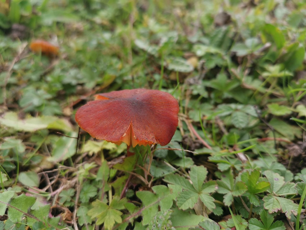 charlottelrs's tweet photo. Good mushroom day! https://t.co/aKzYwkHsgl