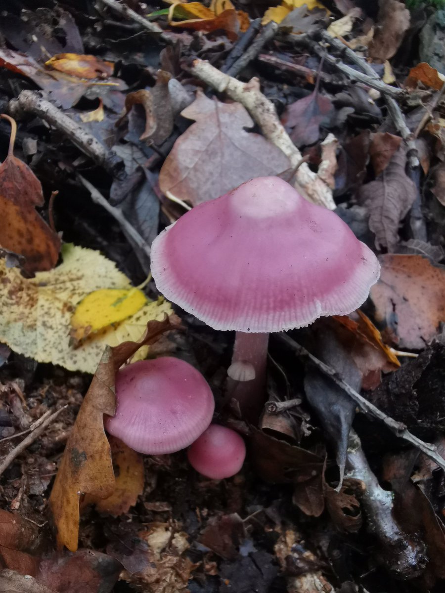 charlottelrs's tweet photo. Good mushroom day! https://t.co/aKzYwkHsgl