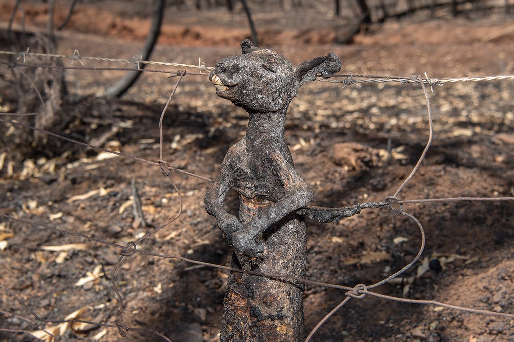 aytanganbarova's tweet photo. A #kangaroo burned to death in #Australia VS an #innocent man burned to death in #BardaCity , #Azerbaijan after missile attack from #Armenia. Hey world, don’t look away, #SpeakUp ! Where is #humanity ?#OpenYourEyes #ArmeniaKillsCivilians #DoYourResearch #WarCrimes https://t.co/tbZN3b2WmG