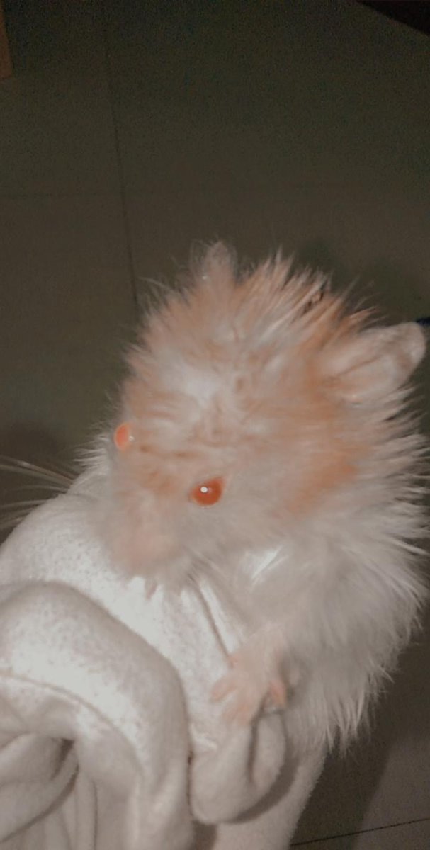 rheasantiago_'s tweet photo. hoy sobrang lungkot ko ngayong araw kasi pag gising ko nakawala hamster namin,tas nagulat ako ngayong gabi lumabas galing washing machine!!! hmp🤧 https://t.co/1dQAz14Q5J