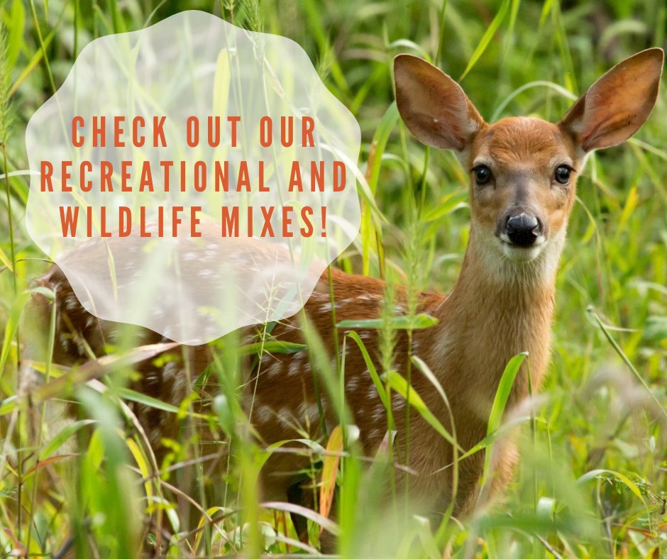 PureAirNatives's tweet photo. Pure Air Native’s recreational and wildlife mixes are perfect for landowners! Whether you're looking to put food on the ground for wildlife or to attract pollinators to your land, we have the perfect mix for your goals and budget. 🦌 

Order yours today ➡️ https://t.co/fIWcgRS8ZD https://t.co/pG6jc6b9pY