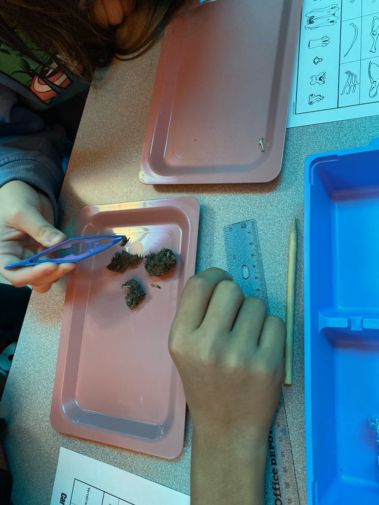 Jessica112616's tweet photo. Who remembers dissecting owl pellets in 6th grade??? Science is fun!!! #HMSHasIt https://t.co/JUciOLzhUG
