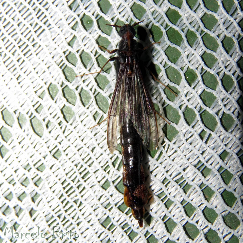 insetologia2's tweet image. Vamos de #Bioquiz? Nas imagens abaixo, temos um impostor! Qual dos insetos abaixo não é um besouro?