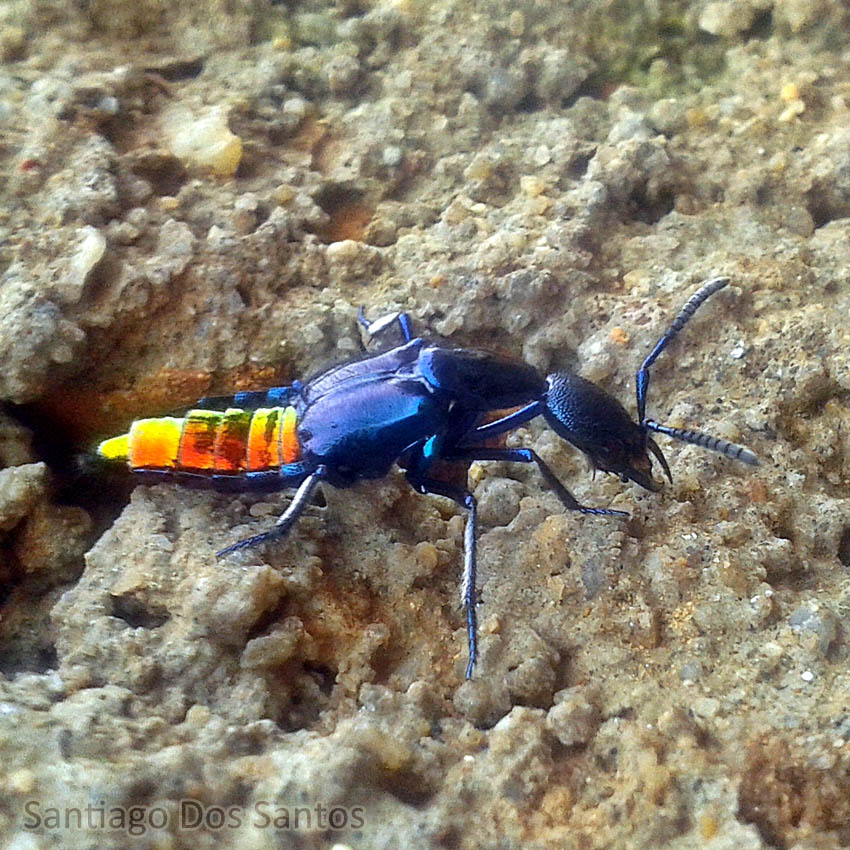 insetologia2's tweet image. Vamos de #Bioquiz? Nas imagens abaixo, temos um impostor! Qual dos insetos abaixo não é um besouro?