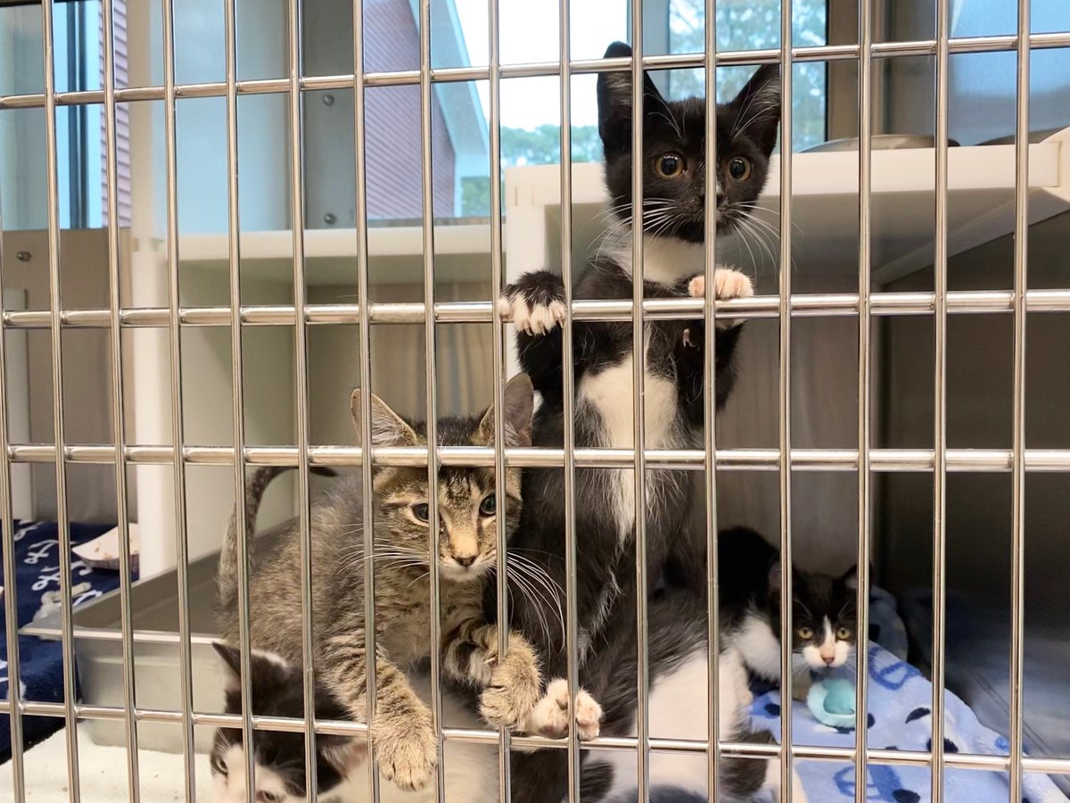 MspcaAngell's tweet photo. Email us at capeadoptions@mspca.org if you're looking to take one home! https://t.co/ObYXGGQWC4