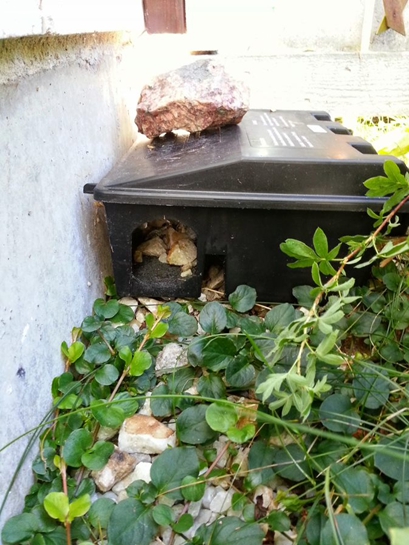 HelsinkiRats's tweet photo. I'm pretty impressed by this #boldmaker who decided to furnish rodenticide box with... stones.

#rohkeatekijä on päättänyt sisustaa uusiksi rotanmyrkkylaatikkoa.

(Thanks Yrjö Lehvävirta for the photos!) https://t.co/Hmfc6MoSUJ