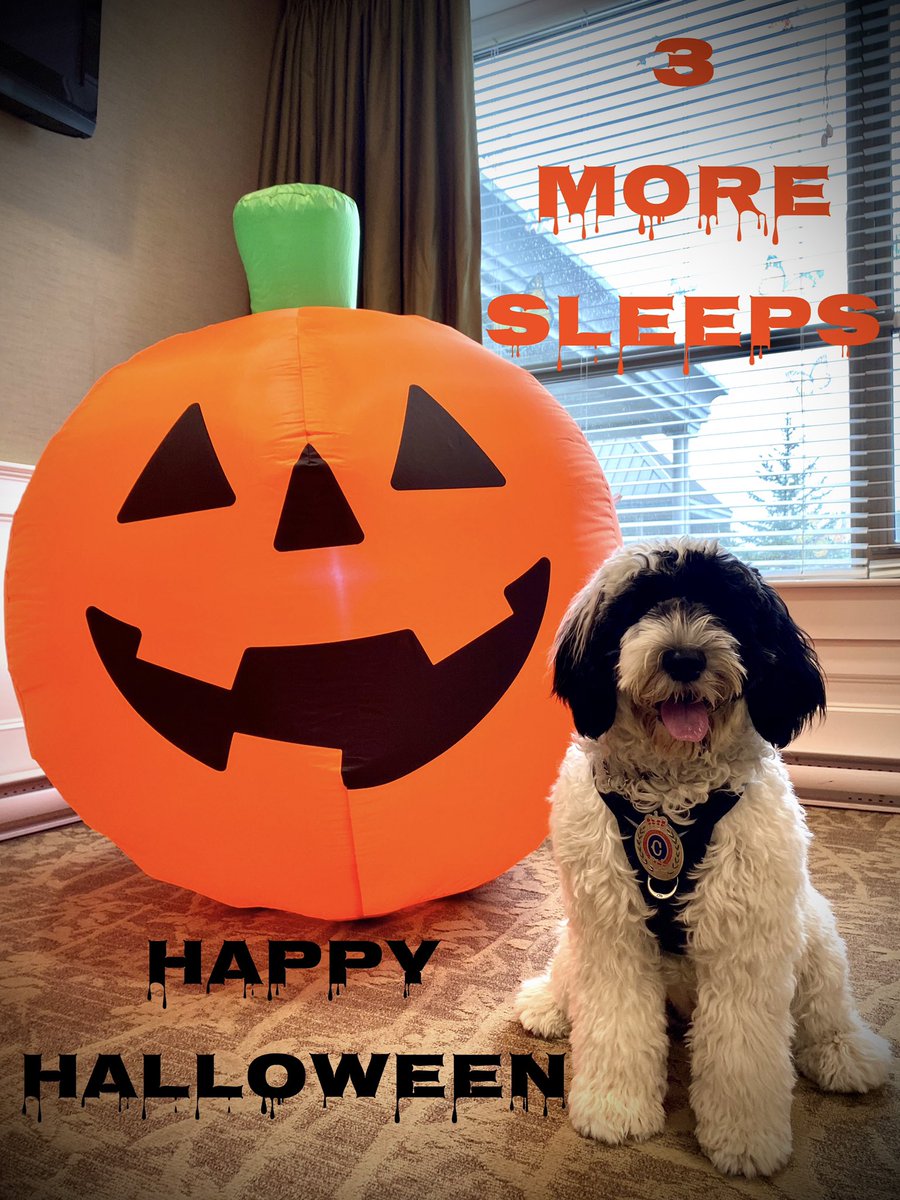 Are you ready?
Bring on the TREATS!!!! #HappyHalloween 🎃👻
🐾Stella