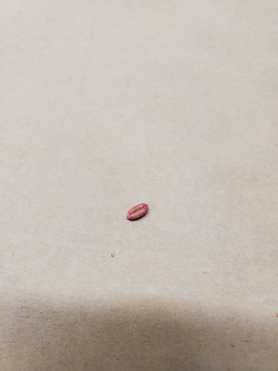 Would the producer who was too lazy to clean their auger or used the same wagon to haul soybeans as they did wheat seed please think twice. This treated wheat seed was found in a load of soybeans destined for export.