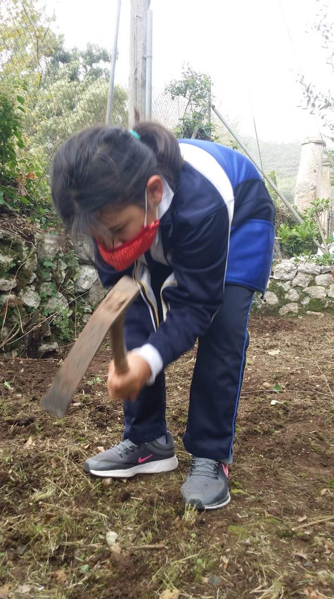 escolanialluc's tweet photo. Per poder recollir, primer s'ha de sembrar! Els més petits posen a punt l'hort escolar! Plantes aromàtiques, faves... què sembraran? Temps a venir ho sabrem! De moment, sembren esperança!! #Escolaniadelluc #blauetsiblauetes #SomEscolania #llucmesquemai #curs2021 #patisverds https://t.co/vQoMwtuLCr