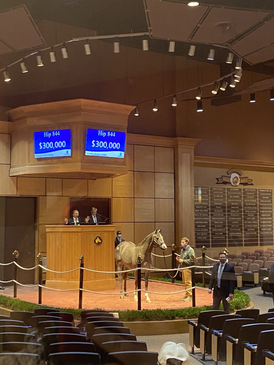 BkstrchMerecat's tweet photo. Hip 844 - colt by @ShadwellFarm’s Mohaymen tops day 3 of @FasigTiptonCo #KYOct sale so far when purchased for $315K by Trade Winds Farm. Consigned by @HunterValleyKY colt is 1/2 brother to G1 winner Got Stormy https://t.co/S9RtqIDRja