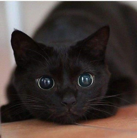 ElBookDelGato's tweet photo. #ElBookDelGato te desea #BuenosDias
๐ธ๐ธโช๏ธโซ๏ธโช๏ธโซ๏ธ๐ธ๐ธ
#BuenosDiasATodos
#BuenDia
#LeonidasWay
โซ๏ธโช๏ธโซ๏ธโช๏ธโซ๏ธโช๏ธโซ๏ธ https://t.co/3Iws2b0Ktw