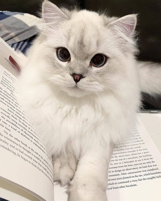 ElBookDelGato's tweet photo. #ElBookDelGato te desea #BuenosDias
๐ธ๐ธโช๏ธโซ๏ธโช๏ธโซ๏ธ๐ธ๐ธ
#BuenosDiasATodos
#BuenDia
#LeonidasWay
โซ๏ธโช๏ธโซ๏ธโช๏ธโซ๏ธโช๏ธโซ๏ธ https://t.co/3Iws2b0Ktw