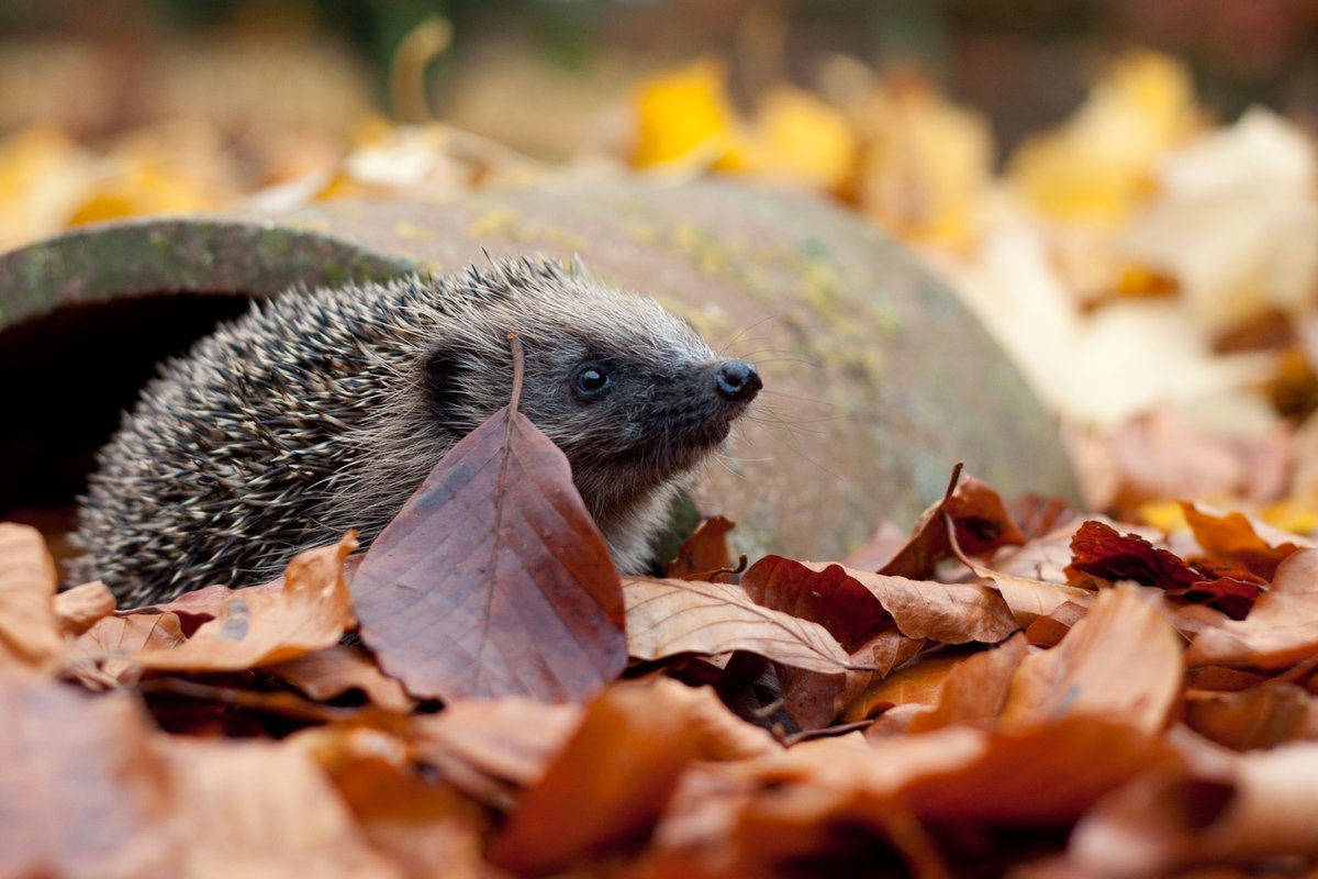 'Tis the season for bonfires, and especially so this year with outdoor socialising being the only option for many of us 🔥  Make sure you check your wood piles for hogs snoozing! 🦔

Find out more about how to look after hedgehogs: bit.ly/hedgehog-care

📷  Tom Marshall