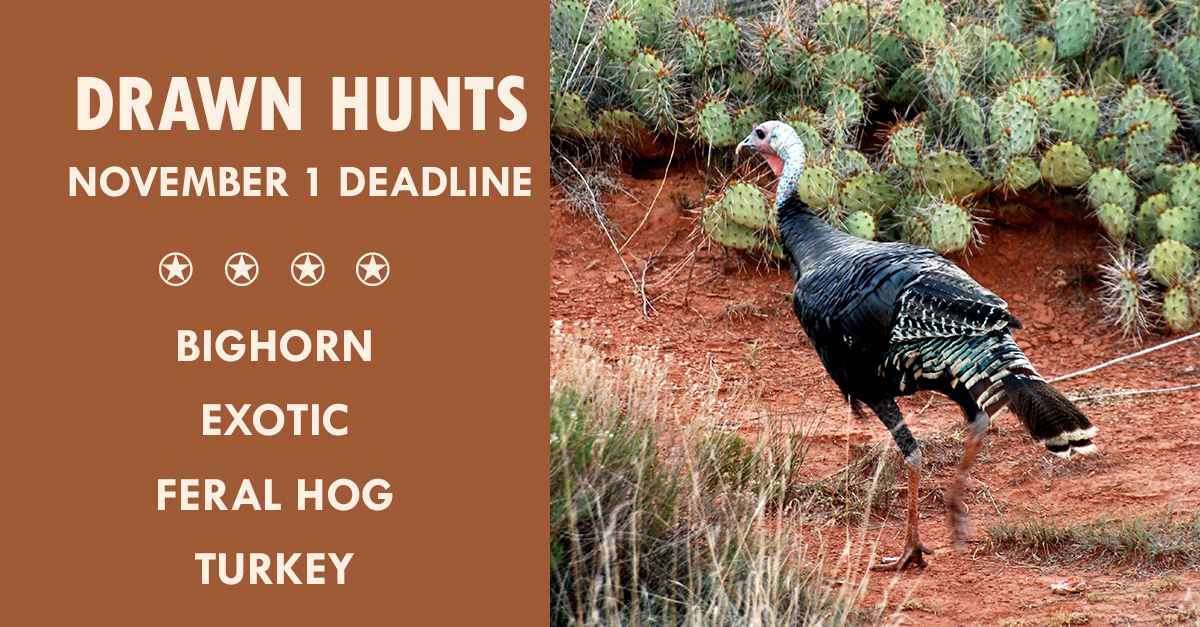 TPWDhunt's tweet photo. The Final Countdown for drawn Public Hunts is Nov 1!
Bighorn, Exotic, Feral Hog and Turkey
GET Your Hunts » https://t.co/CF6CmgRDlc
#texashunting https://t.co/W4FOl7wPoF