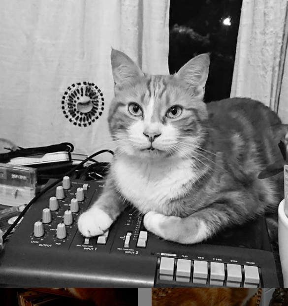 TASCAMpro's tweet photo. TasCATs hold it down.
@tillytoadart
#TASCAM #tascam_official #tillytoadart #animalsofinstagram #catsofinstagram #TasCATs #portastudio #multitrackrecorder #analog #analogrecording #cassette #tapeheads #beats #ambientloops https://t.co/nJNQnWph0h