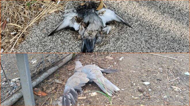27th September 2020 - Die off of birds, 'a mystery' along the coast of Rome, Italy.  https://www.ilfaroonline.it/2020/09/27/uccelli-morti-da-fiumicino-ad-ardea-e-mistero/366581/