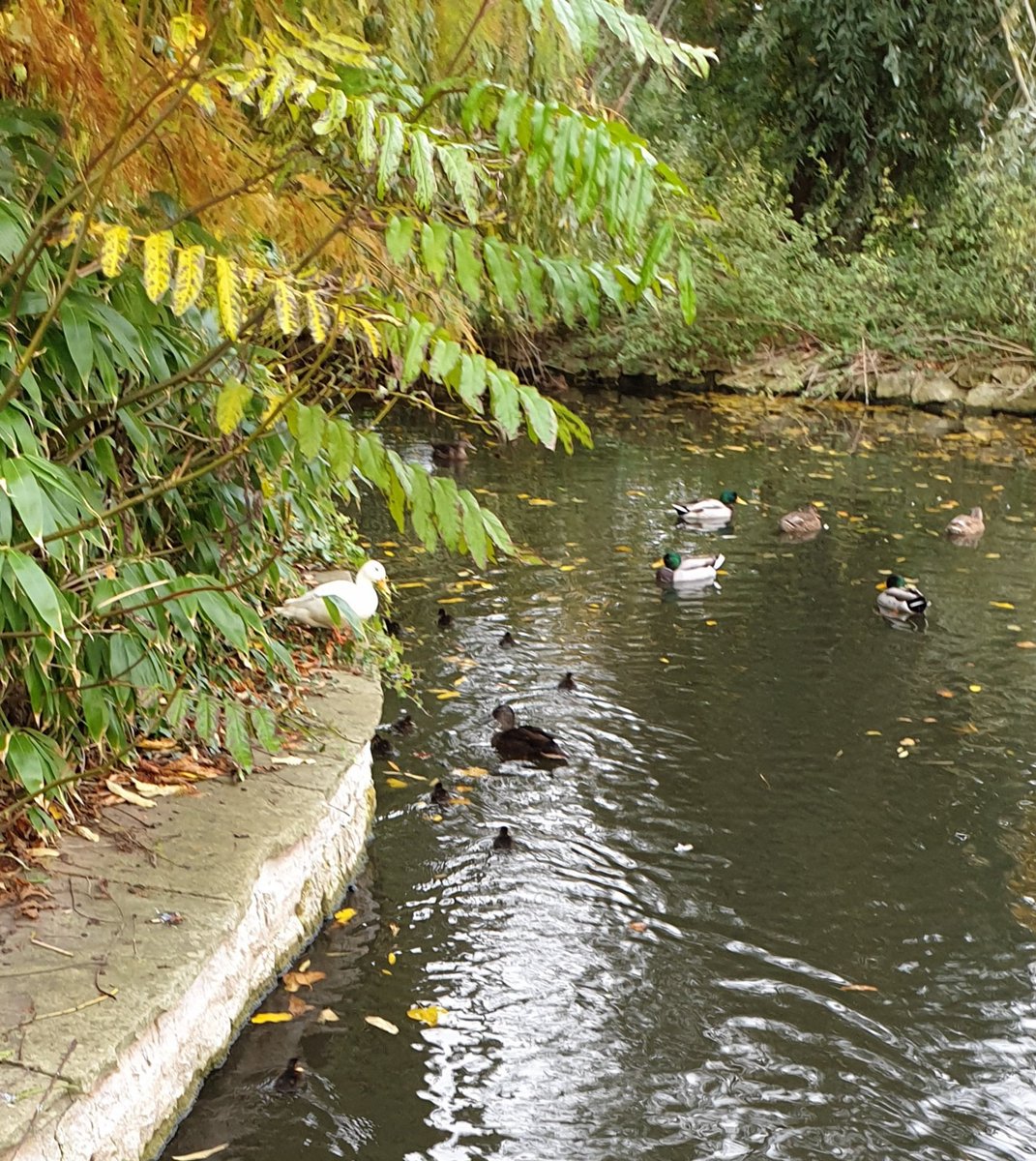 Betsybeansplay1's tweet photo. A couple of days dashing about with this one, plus chilling by the fire and some very late ducklings. #MAPSActive @monksabbey https://t.co/pkpeX09BGx