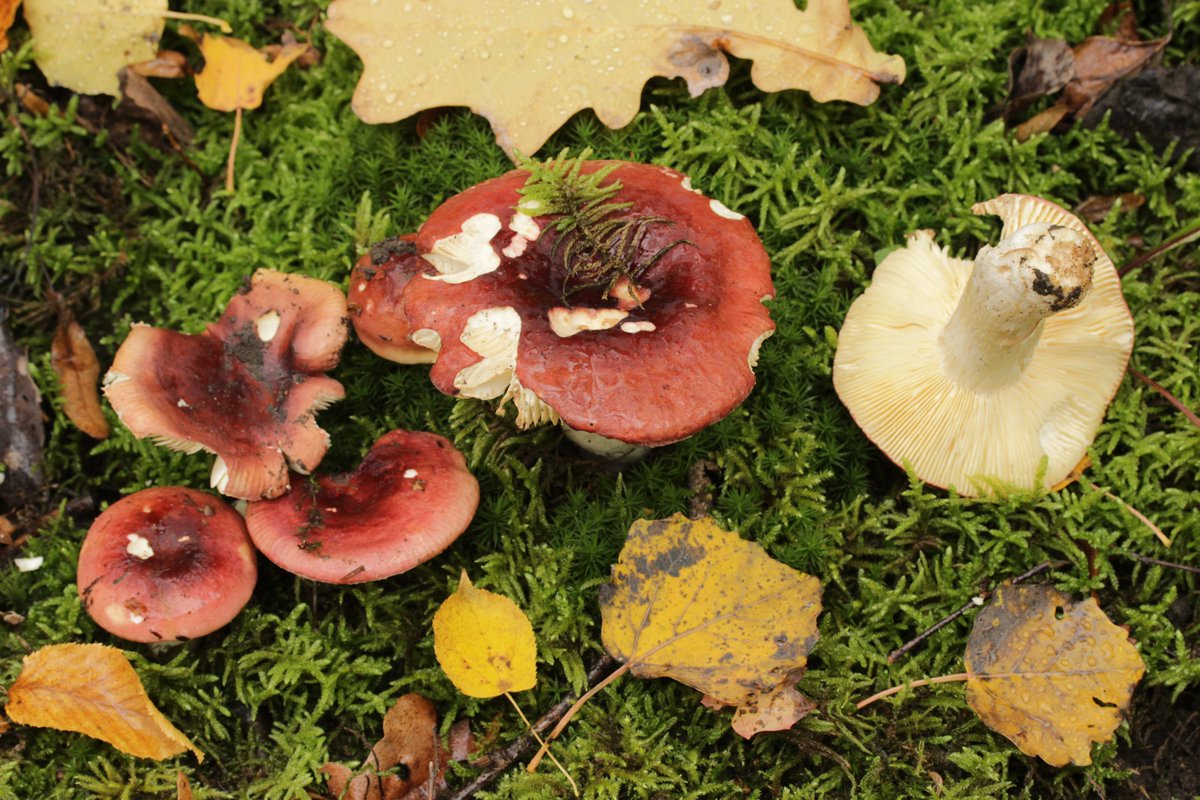 RPilze's tweet photo. Russula graveolens agg.

#Russulagraveolens #Russula #HeringsTäubling #Täubling #brittlegill #russule #mushroom #mushrooms #fungus #fungi #pilz #pilze #champignons #champignon #nature #natur https://t.co/dNYssEnE1s
