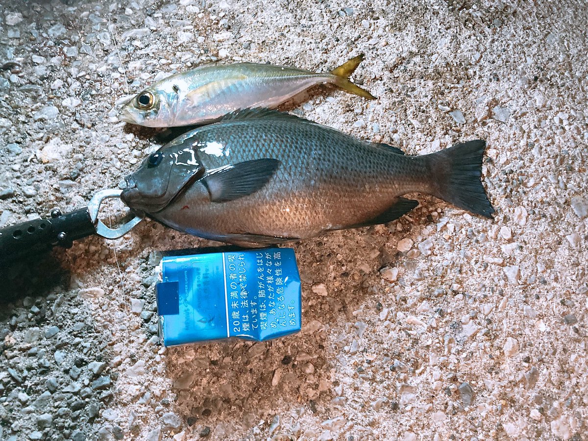 cooking_fishing's tweet photo. 久しぶりに爆釣 https://t.co/J5ytHLGDGw