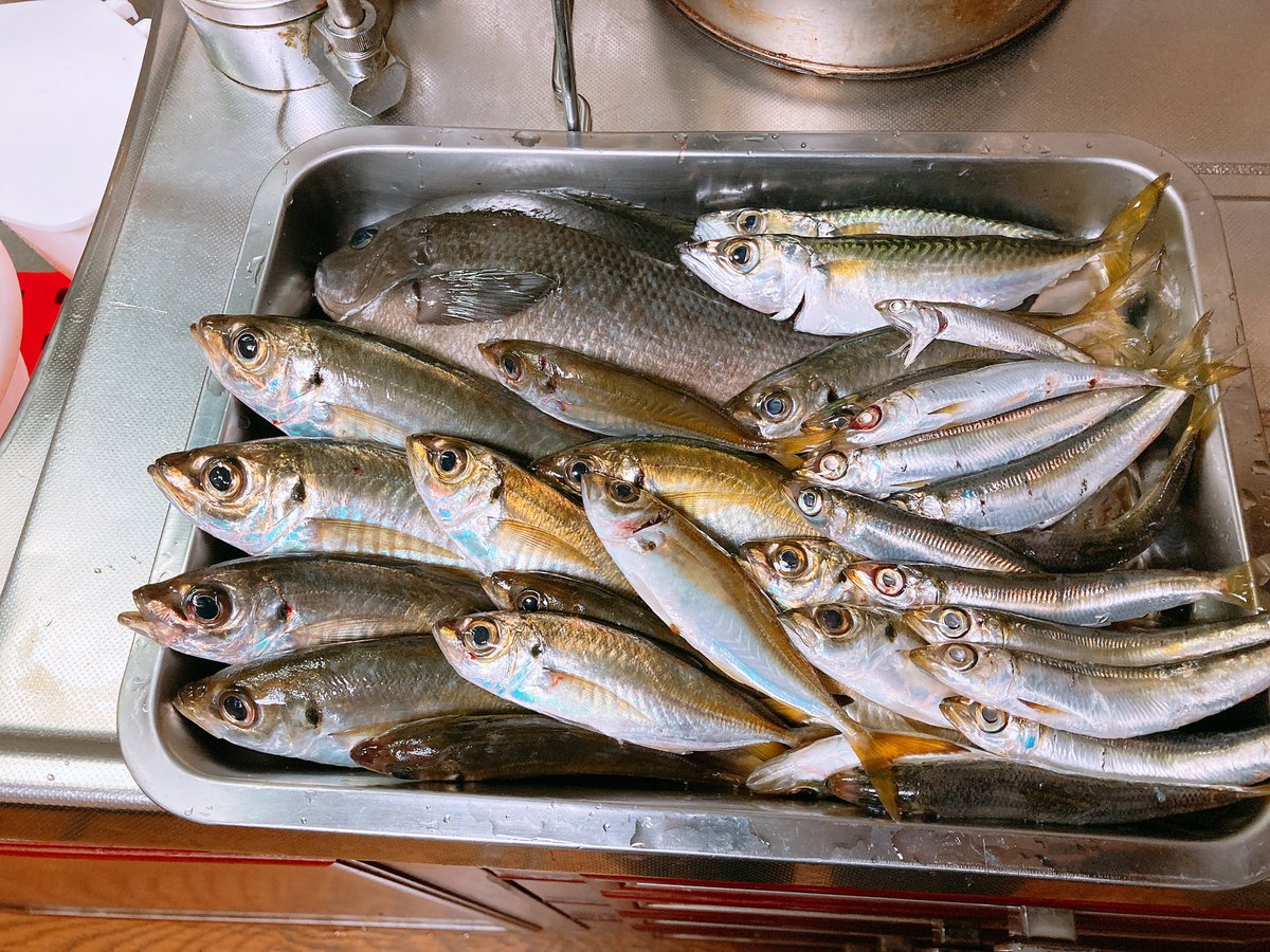 cooking_fishing's tweet photo. 久しぶりに爆釣 https://t.co/J5ytHLGDGw