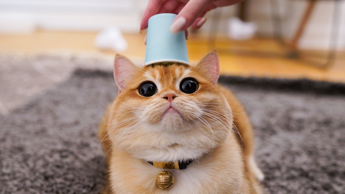 How are you liking my top hat 😺