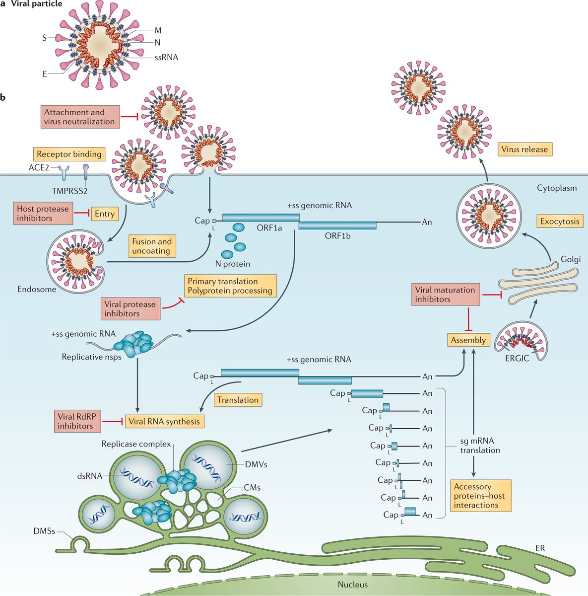 Nature Reviews Microbiology on Twitter: "Coronavirus biology and replication: implications for SARS-CoV-2 https://t.co/Sifk9ga9Fo In this Review, Thiel and colleagues discuss the key aspects coronavirus biology and their implications for SARS-CoV-2 ...
