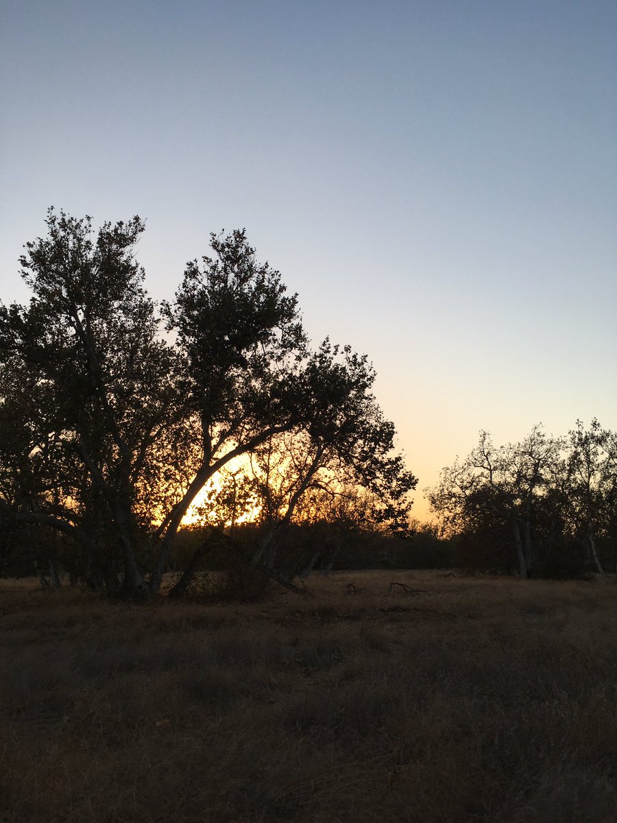 LearningWorld7's tweet photo. #Sunset at #Sycamore Grove #Park, #Livermore, #California.
How do you like the #sunset #views at the end of #October in the #forest?
#ForestSunSet #treesandsunset
#sanfrancisco #bayarea #Travel #SycamoreGrovePark #AutumnLeaves #FallLeaves #YellowLeaves #FallColor https://t.co/NOQboJg8H7