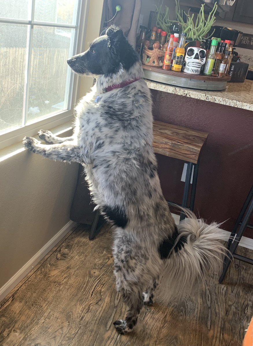 Bleus_DaisyDoo's tweet photo. I take my morning #watchdog responsibilities very seriously! What would our #neighbors do without me keeping a look out in their yard too?!? #dogjobs #esrningmykeep #busydog https://t.co/QJXUSgWQ4h
