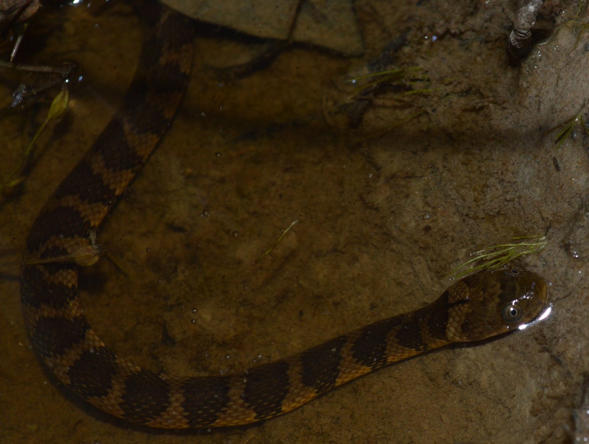 RenoirJAuguste's tweet photo. First publication for 2020 is out!Here we update the number of water #snake #Helicops sp from 19 to 20, &amp; discuss the unique reproductive mode of Helicops angulatus from #Trinidad &amp; its importance for understanding #evolution in #Squamates. 🐍📷:me
Link: https://t.co/HcM9XJJNxu https://t.co/Kdzn1EZalg