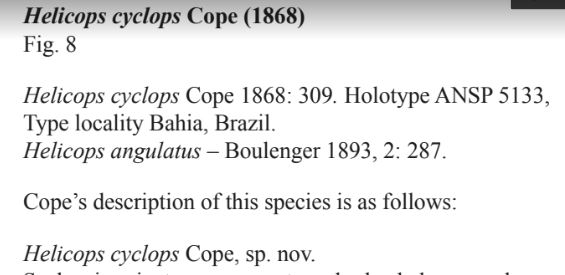 RenoirJAuguste's tweet photo. First publication for 2020 is out!Here we update the number of water #snake #Helicops sp from 19 to 20, &amp; discuss the unique reproductive mode of Helicops angulatus from #Trinidad &amp; its importance for understanding #evolution in #Squamates. 🐍📷:me
Link: https://t.co/HcM9XJJNxu https://t.co/Kdzn1EZalg