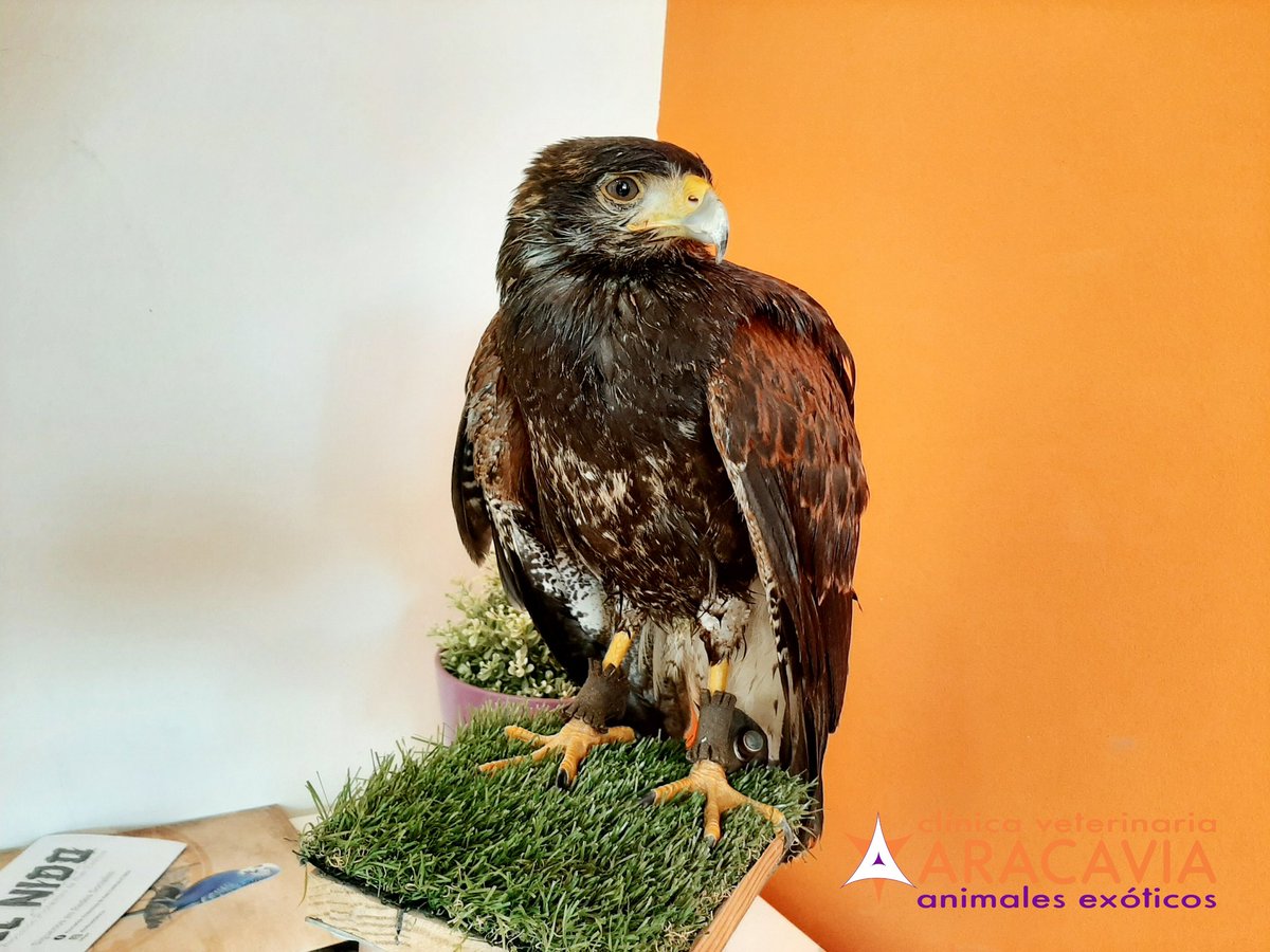 CV_ARACAVIA's tweet photo. 🦅 Juanillo es un halcón de Harris que ha estado hospitalizado con insuficiencia renal y una grave infección 🏥. Ya empieza a estar más alerta y activo, además ha ganado peso. Seguimos ✌.

#veterinarios #exóticos #halcón #harris #aves #rapaces https://t.co/tC2CP7xCTV