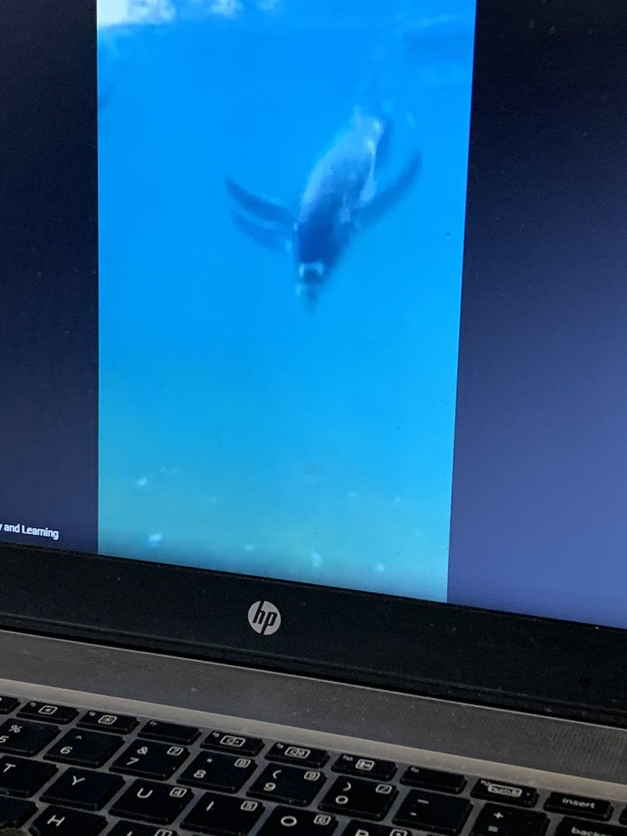 Miss_LDuncan's tweet image. Thank you to @RZSSlearning for taking p4/5 on a virtual tour of Edinburgh Zoo as part of @MidlothSciFest. We loved seeing the animals live and learned so much. Thank you also to @EBSOClab for making us aware of this opportunity. @NewtongrangePS