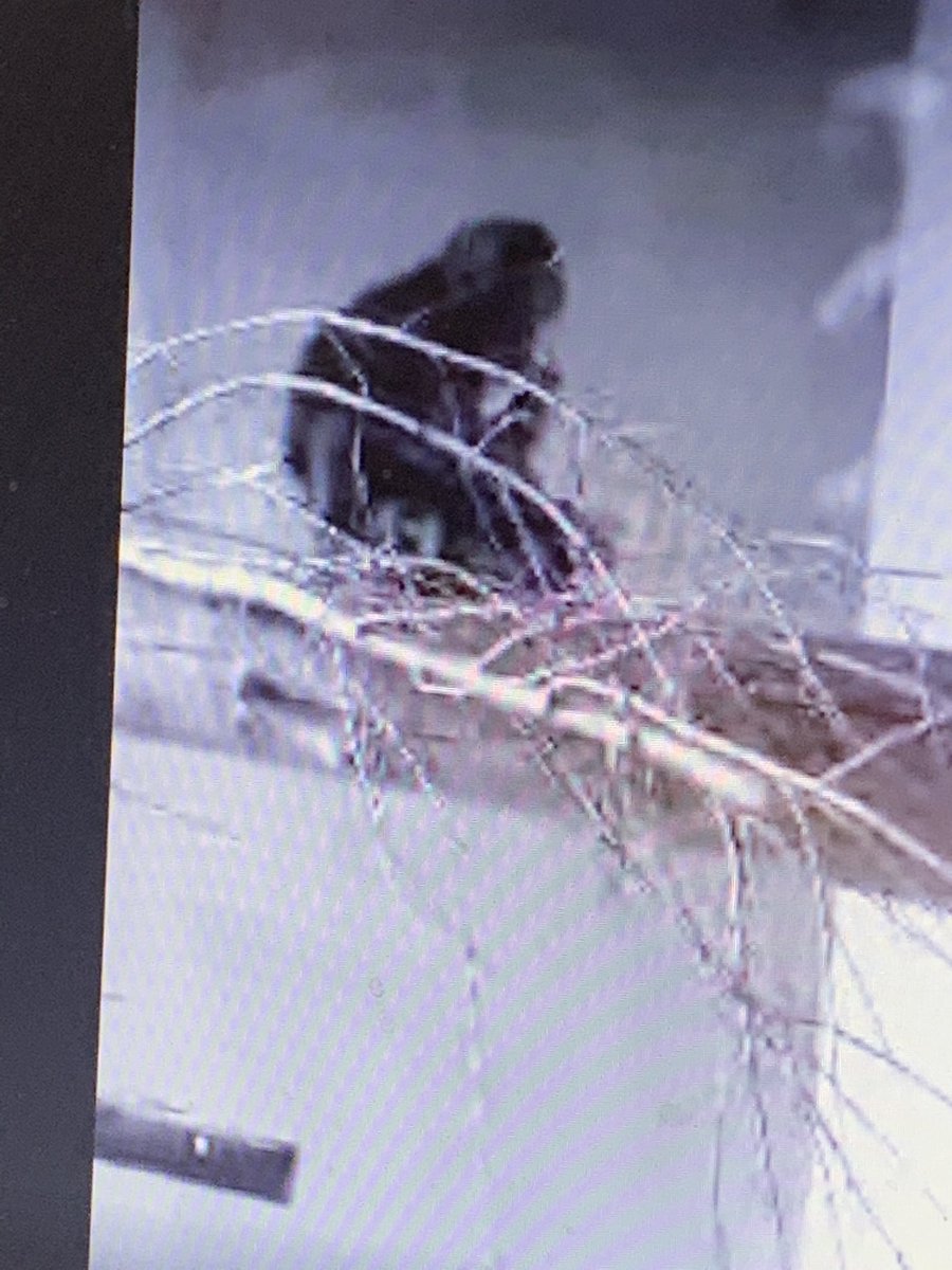 Miss_LDuncan's tweet image. Thank you to @RZSSlearning for taking p4/5 on a virtual tour of Edinburgh Zoo as part of @MidlothSciFest. We loved seeing the animals live and learned so much. Thank you also to @EBSOClab for making us aware of this opportunity. @NewtongrangePS