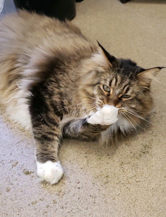 ConejoVet's tweet photo. King was having way too much fun rolling around in catnip while he boarded with us. We think he might even be laughing at us for being so entertained by his love for catnip. #catnip #catboarding #felinefriendlypractice #mainecoon #conejovet https://t.co/EhNTZgVMzr