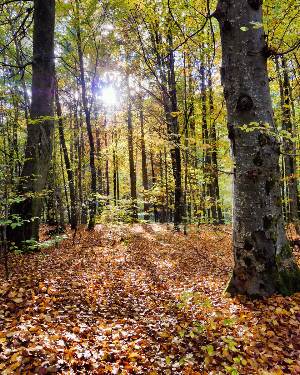 Wenn dir die Welt gerade etwas grau erscheint - geh raus und schau dich um (Foto von heute Nachmittag).