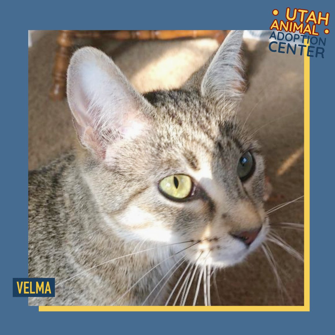 Velma is a sweet, shy cat who will take some time adjusting to a new home. She will more than likely hide for a few days until she adjusts to her new family and surroundings. Once adjusted, she is a very affectionate girl with a loud purr. 
⁠
#Utahanimals #Catsofinstagram