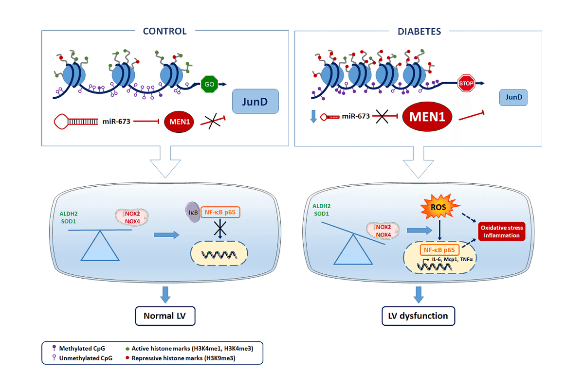 CircRes's tweet photo. #Hyperglycemia induces #OxidativeStress, #Inflammation and #MyocardialDysfunction via #epigenetic regulation of the AP-1 transcription factor #JunD. Learn more at https://t.co/x9BkZlPgAZ
@RSuades @karolinskainst https://t.co/IMzpHZaY9B