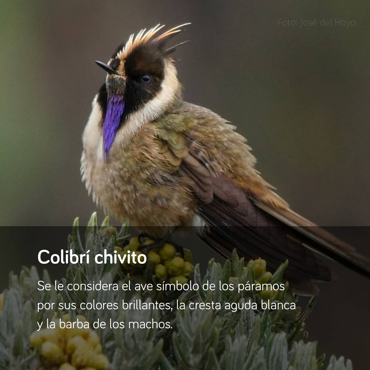 MasbosquesCol's tweet image. Una de las especies más increíbles que habita en los #páramos de #Caldas, el colibrí chivito. ¿Lo conocías?

El dato: En este departamento, 92 familias campesinas están #conservando ecosistemas asociados a páramos y bosques andinos. Gracias a @Corpocaldas