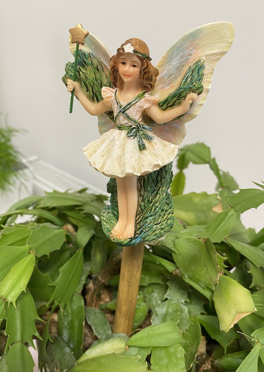 CaneCompanions's tweet photo. Anyone else’s Christmas Cactus in flower? I have no idea how old the plant is, well over 20 years! We think our Christmas Tree Fairy Cane Companion looks rather sweet #christmastreefairy #cicelymarybarker #yardart #fairyornament #plantpotaccessories #flowerfairies #canecompanions https://t.co/mDDA7kZpgU