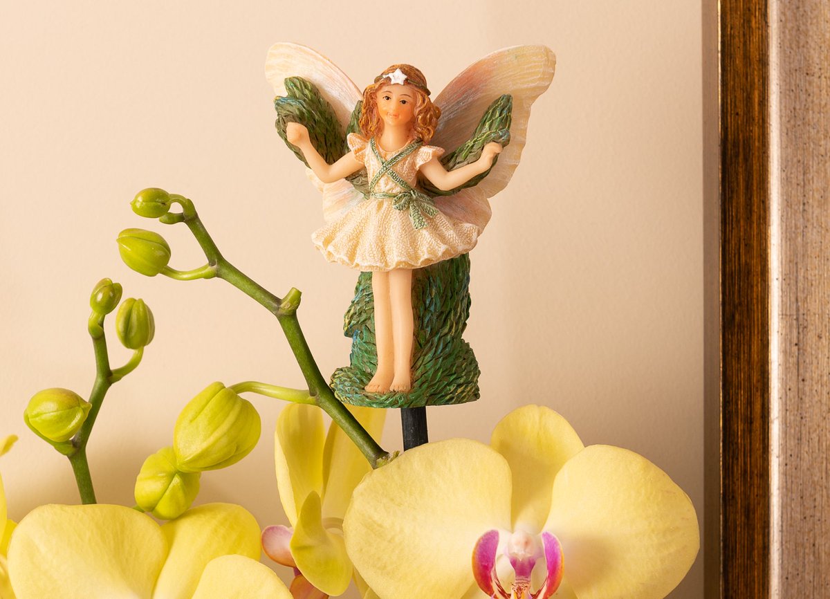 Anyone else’s Christmas Cactus in flower? I have no idea how old the plant is, well over 20 years! We think our Christmas Tree Fairy Cane Companion looks rather sweet #christmastreefairy #cicelymarybarker #yardart #fairyornament #plantpotaccessories #flowerfairies #canecompanions