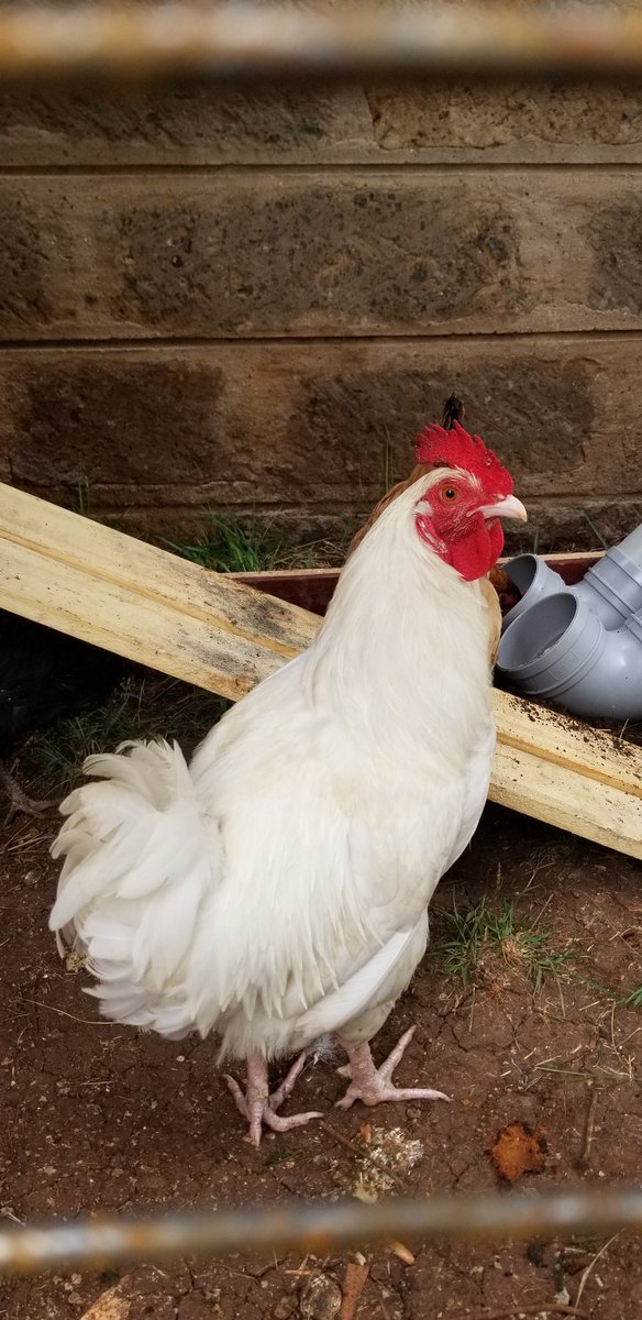 I sourced Kuroilers from my mum. 11 in number - 1 mature jogoo, 2 mature hens and the rest ni some weeks old. Nimeita these two Brian and Millie 