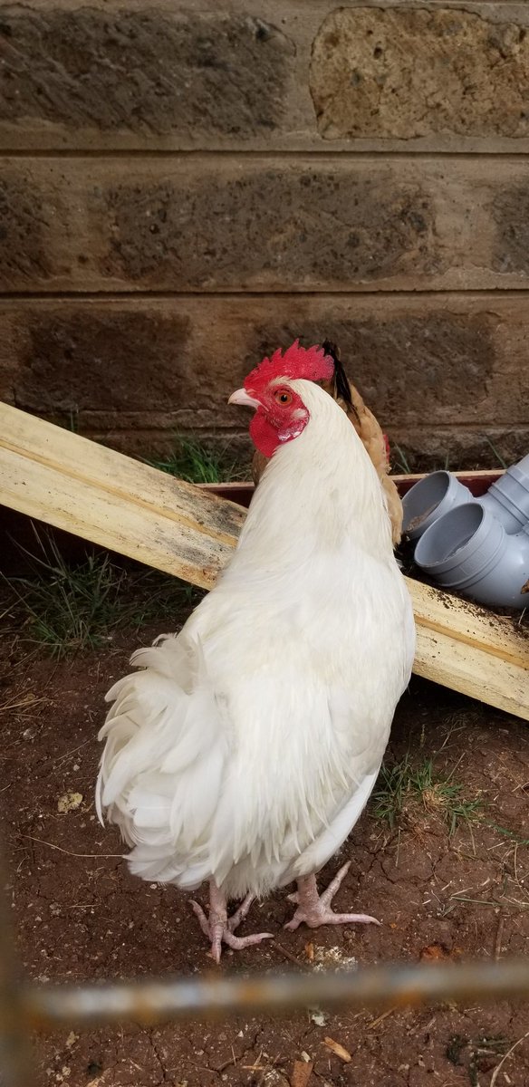 I sourced Kuroilers from my mum. 11 in number - 1 mature jogoo, 2 mature hens and the rest ni some weeks old. Nimeita these two Brian and Millie 