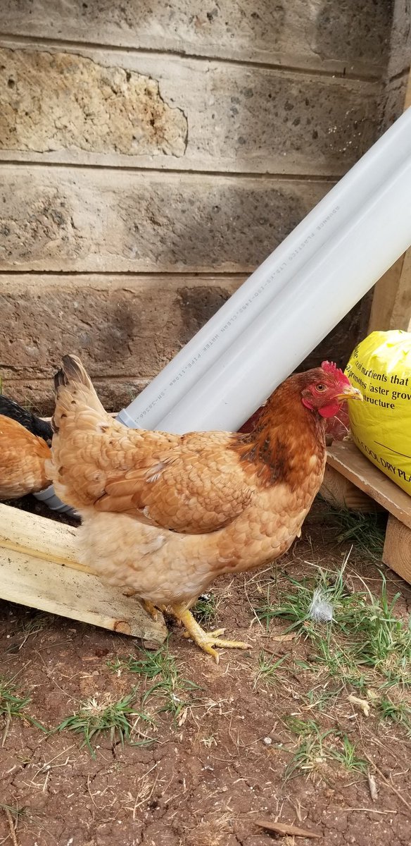 I sourced Kuroilers from my mum. 11 in number - 1 mature jogoo, 2 mature hens and the rest ni some weeks old. Nimeita these two Brian and Millie 