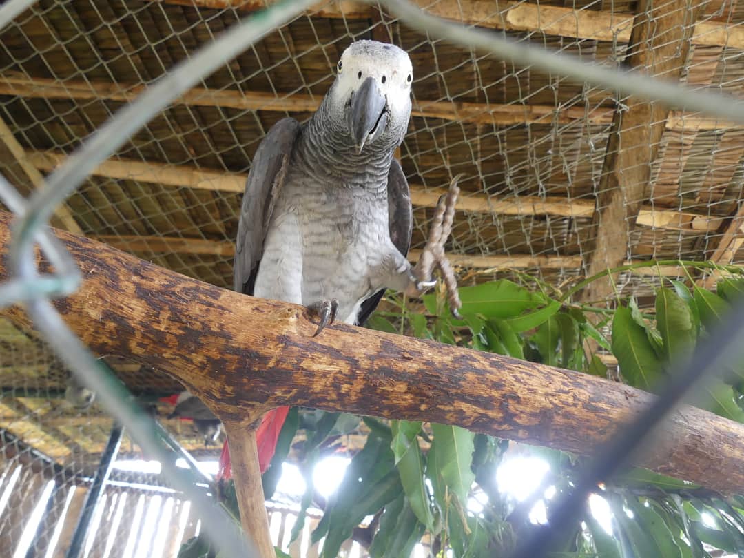 LimbeWildlife's tweet photo. #TriviaTuesdayAnswer!๐
The answer to yesterdays question, what the average weight of a fully grown African Grey Parrot is:
400 grams!
(Cont.) https://t.co/orbr3kEI4V