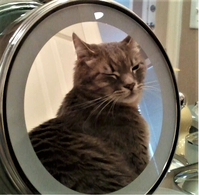 CatsOfMicrosoft's tweet image. Time for a Wednesday wink! #CatsOfMicrosoft