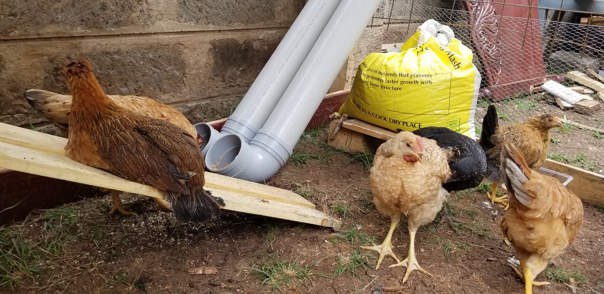 The DIY feeders haven't been fixed properly yet so I had to tilt them ndio feeds zisimwagike. (I'll be sure to share the final photos.) However, they are coming through already.